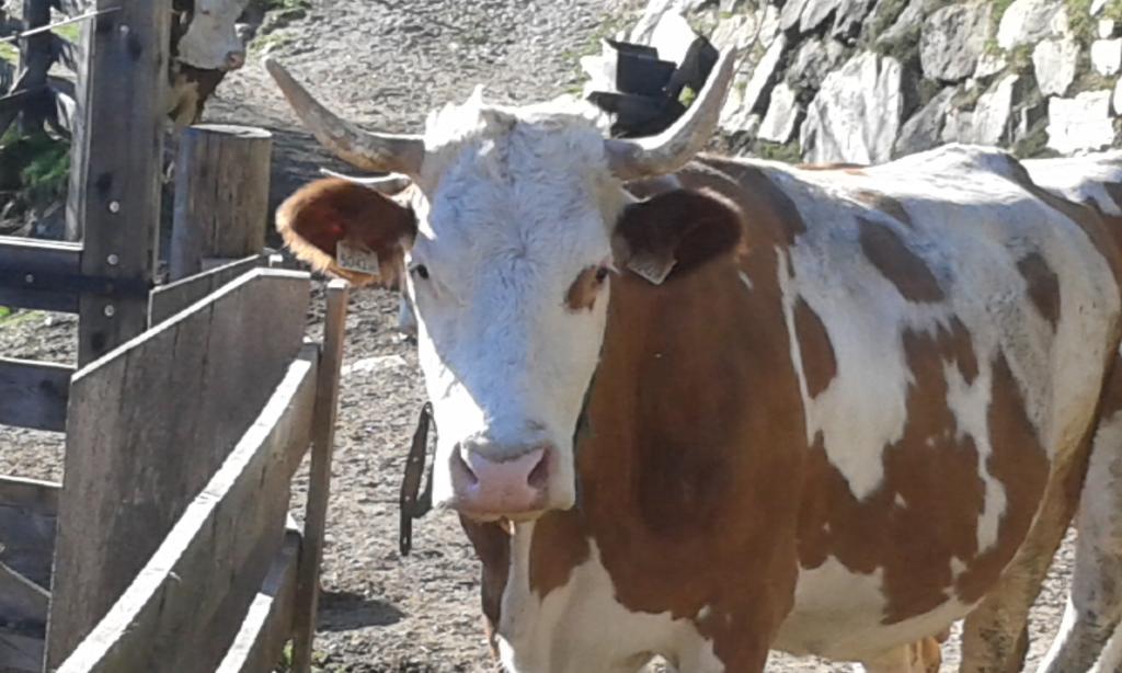 Obertimmeltaler Villa Matrei in Osttirol Dış mekan fotoğraf